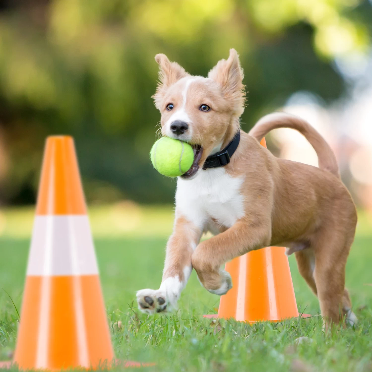 32x Pylonen In Orange – Bild 5